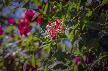 Decorative honeysuckle Serotina blooming in the garden.