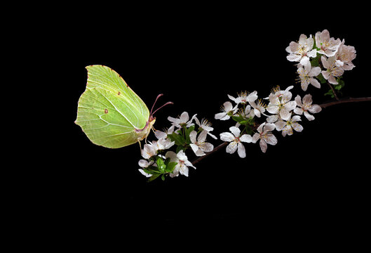 bright yellow butterfly on a branch of a blooming cherry isolated on black. butterfly on sakura flowers. brimstones butterfly. - Powered by Adobe