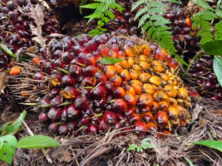 oil palm fruit after Harvest 