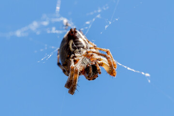 Épeire des roseaux (Larinioides cornutus) dans sa toile, sur végétation humide (Araneidae)