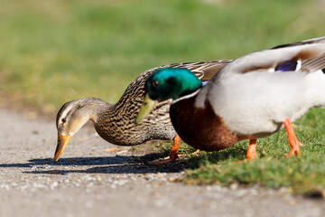 Couple de canards colverts en train de se nourrir 