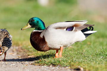 Canard colvert mâle dans l’herbe – oiseau sauvage au plumage vert et brun reposant dans un environnement naturel