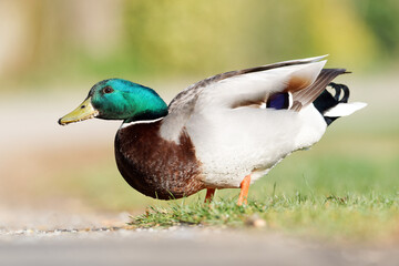 Canard colvert mâle dans l’herbe – oiseau sauvage au plumage vert et brun reposant dans un environnement naturel