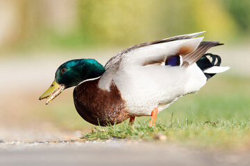Canard colvert mâle dans l’herbe – oiseau sauvage au plumage vert et brun reposant dans un environnement naturel