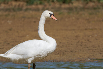 Cygne tuberculé (Cygnus olor)