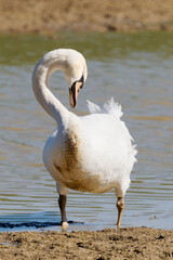 Cygne tuberculé (Cygnus olor)