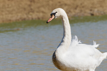 Cygne tuberculé (Cygnus olor)