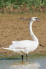 Cygne tuberculé (Cygnus olor)