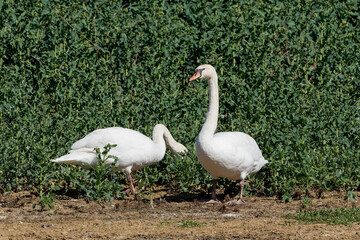Cygne tuberculé (Cygnus olor)