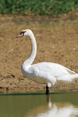 Cygne tuberculé (Cygnus olor)
