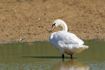 Cygne tuberculé (Cygnus olor)