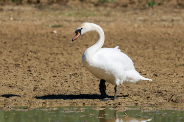 Cygne tuberculé (Cygnus olor)