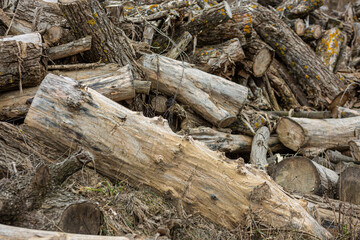 Piled logs and branches in different sizes, covered with moss and dry grass, forming a natural and rustic outdoor composition with earthy textures.