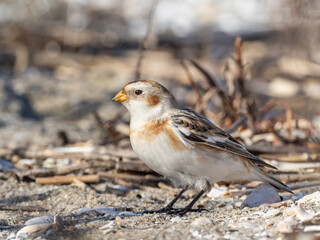 A close up side view of a Snow Bunting feeding on a sandy beach