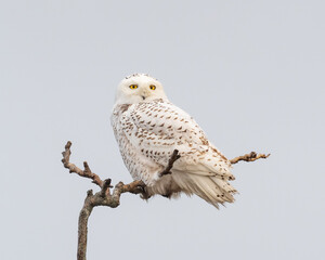 An alert Snowy Owl perched up on the top of a bare branch