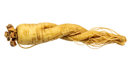 Close-up of dried ginseng root showing intricate details and pale yellow tone on transparent background