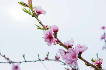 Closeup of delicate pink blossoms bloom on a thin cherry tree branch against a pale sky background. Soft pink fruit tree flowers and buds under a cloudy sky. Selective focus. Copy space