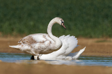 Cygne tuberculé juvénile (Cygnus olor) sur l’eau