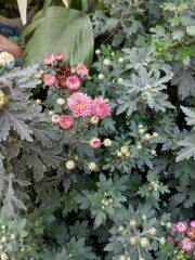 pink and white flowers