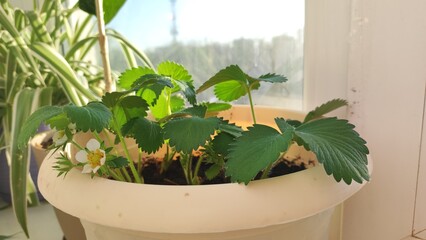 Growing strawberries in a container and pot in the home garden, home gardening and hobby