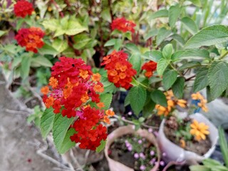 red berries on a bush