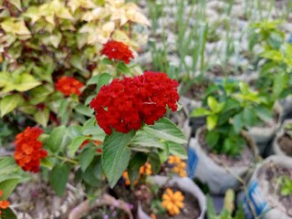 red flowers in the garden