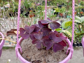 purple cabbage in a pot