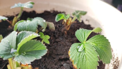 Growing strawberries in a container and pot in the home garden, home gardening and hobby