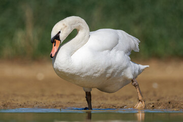 Cygne tuberculé (Cygnus olor)