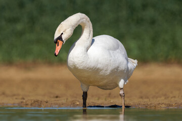 Cygne tuberculé (Cygnus olor)