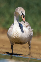 Cygne tuberculé juvénile (Cygnus olor) sur l’eau