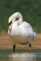 Obraz premium Cygne tuberculé (Cygnus olor)
