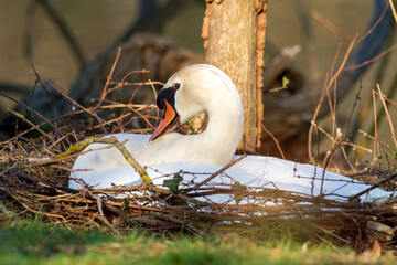 Cygne tuberculé couché sur son nid au bord de l’eau (Cygnus olor)
