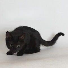 Stealthy Stare: Black domestic kitten crouches low on white background, eyes wide and alert in a playful stalking pose that captures feline curiosity and agility