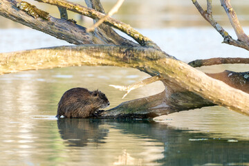 Ragondin au bord de l’eau (Myocastor coypus)