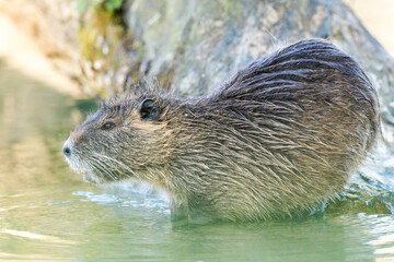 Ragondin au bord de l’eau (Myocastor coypus)