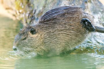 Ragondin au bord de l’eau (Myocastor coypus)