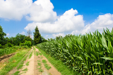 Una strada di campagna attraversa un campo di mais in una giornata estiva con delle belle nuvole nel cielo