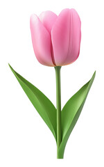 Fototapeta premium Pink tulip with green leaves against a transparent background, realistic illustration