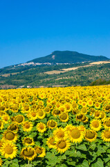 Panorama del Monte Amiata con un campo di girasoli in primo piano