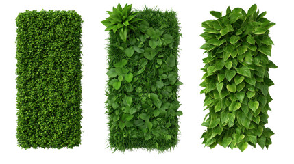 A lush variety of green plants displaying different shapes, sizes, and textures in a natural outdoor environment, isolated a transparent background.