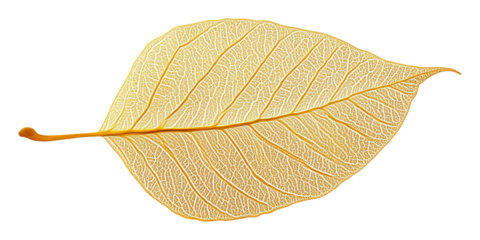 Golden vein leaf with intricate details on a transparent background, digital art