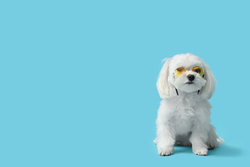 Cute Bolognese dog in sunglasses on blue background