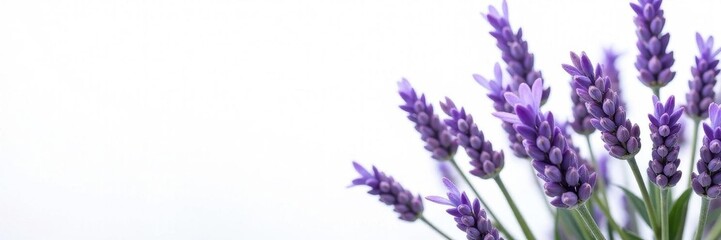 Fototapeta premium Vibrant lavender sprigs, studio shot on seamless white, macro, calming, fragrance