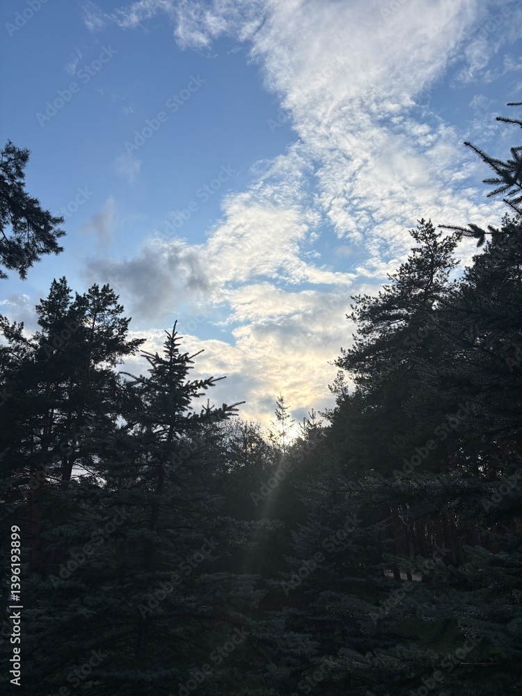 Aufkleber sunlight filters through dense trees, casting soft shadows in a tranquil forest. the sky is painted 