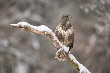 Common buzzard (Buteo buteo). Buteoninae Perched silently on snow-covered branch with alert gaze....