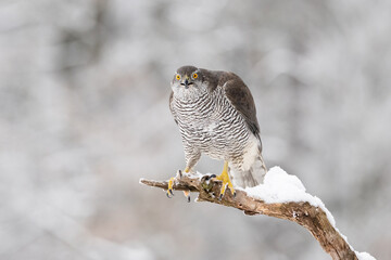 Northern Goshawk (Accipiter gentilis). Accipitridae Watching upright on snowy perch. Snow-covered forest. Direct gaze and upright posture highlight its dominance.
