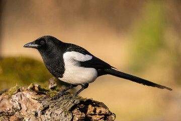 Eurasian magpie (Pica pica). Corvidae Watching. Forest edge on sunlit log. Clean light and focused gaze enhance the elegance of this sharply defined monochrome corvid.