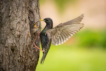 Common starling (Sturnus vulgaris). Sturnidae Feeding. Nest cavity in tree trunk. Light captures...