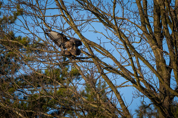 Common buzzard (Buteo buteo). Accipitridae Mating. Treetop branches in early spring. Tension and...